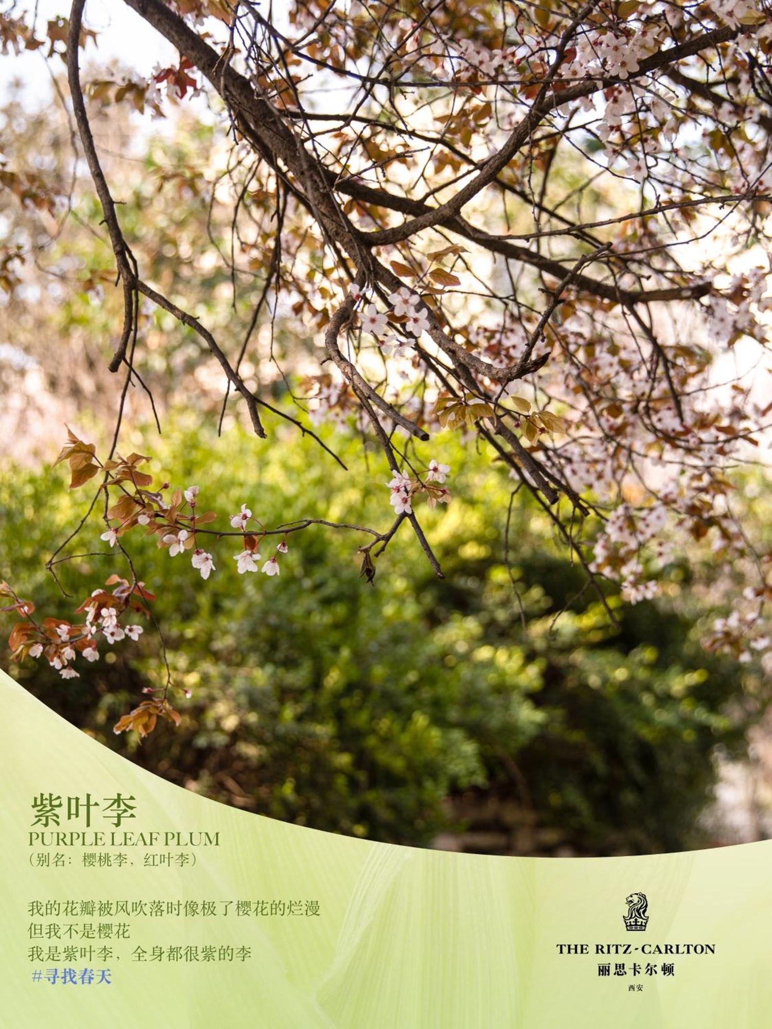 Hotel The Ritz-carlton, Xi'an 5*
