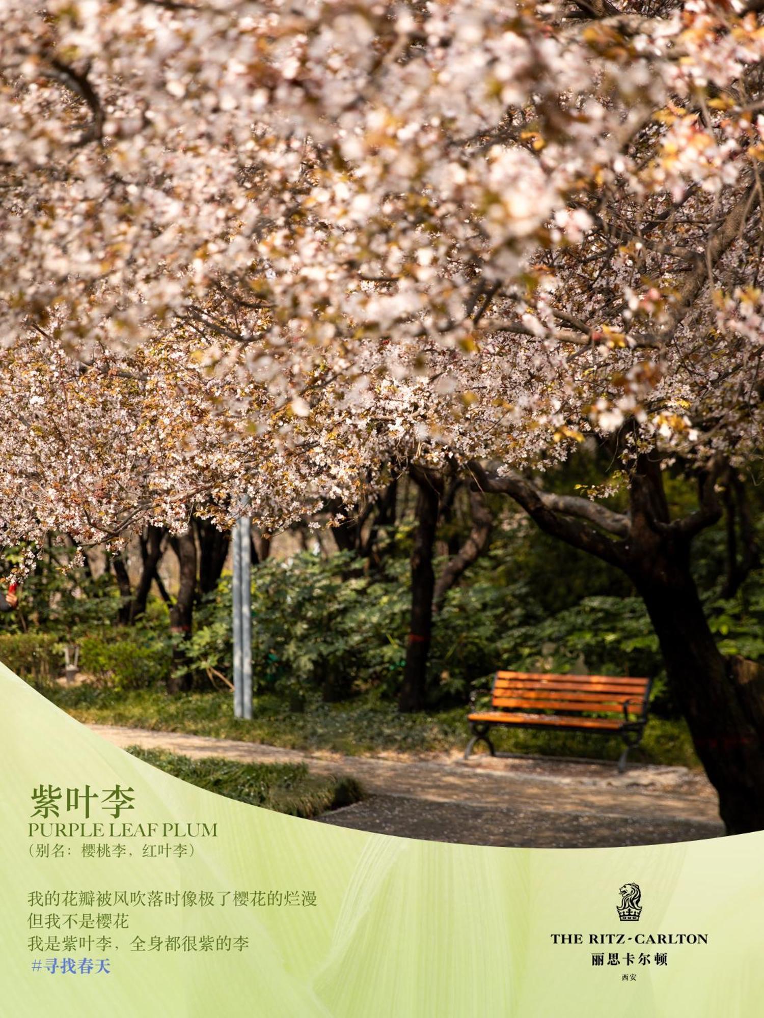 The Ritz-carlton, Xi'an Hotel 5*